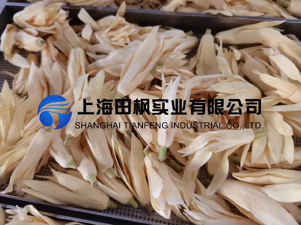 白玉蘭凍干，鮮花凍干機(jī)應(yīng)用于白玉蘭真空冷凍干燥